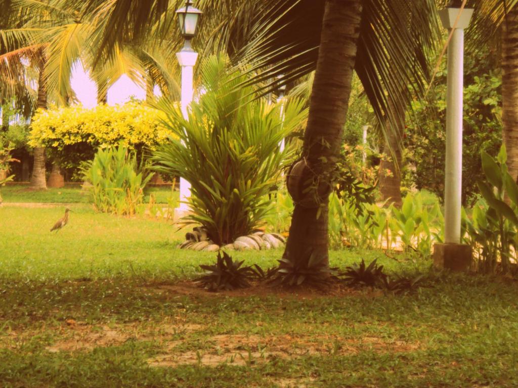Hotel Lagoon Paradise Negombo Zewnętrze zdjęcie